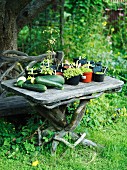 Pflanzen & frisch geerntetes Gemüse auf Gartentisch