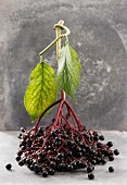 A bunch of elderberries with leaves