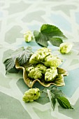 Hops flowers with leaves in a green dish