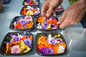 Worker preparing and packing edible flowers