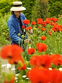 Mensch mit Strohhut vor rotem Klatschmohnfeld beim Schneiden einzelner Blüten