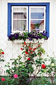 Climbing plants in front of a window, Orust, Sweden.