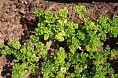 Curly parsley in a bed in the garden