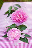 Two peony blooms with leaves on gingham tablecloth in garden