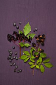 Blueberries, elderberries and blackberries with stalks and leaves