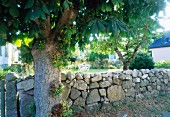 Stone wall and chestnut tree in front of houses