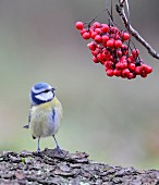 Blue tit sitting on tree trunk under twig of rowan berries