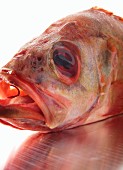 A fish head (close-up)