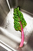 Rainbow chard being washed in sink