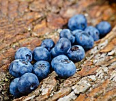 Blueberries on tree bark