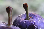 Plums with water droplets (detail)