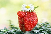 One strawberry with a daisy