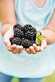 A child's hands holding fresh blackberries