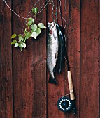 Frisch gefangene Fische an einer Holzwand
