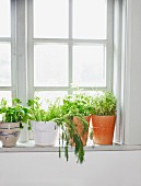 Herbs on window sill
