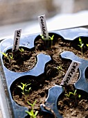 Vegetable seedlings in plastic container