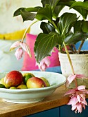 Schale mit Südfrüchten neben rosablühender Topfpflanze