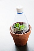 Geranium cutting under plastic cloche