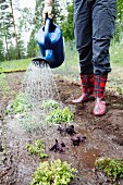 Woman watering herbs