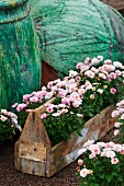 Pink chrysanthemums planted in wooden crate