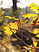 Yellowed oak leaves on tree
