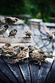 House sparrows on a table outdoors, Sweden.