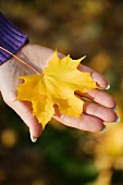 Herbstlich gelbes Ahornblatt in einer Frauenhand