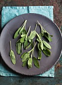 Fresh sage leaves on a plate (view from above)