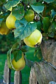 Quinces on the tree