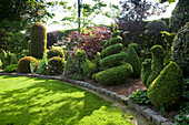 Artistic box topiary in English-style, manicured garden