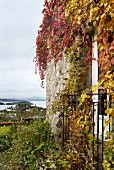 Stone facade covered in autumnal climber foliage and view of cloudy sky over ocean