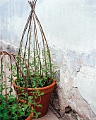 Sweet peas in pots.