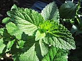 Lemon balm (close up)