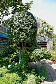 Topiary tree in front of modern house with wooden facades