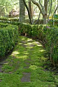 Mossy, green garden path lined with hedges
