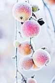 Apples on branch covered in frost