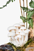 White buna-shimeji mushrooms on a tree trunk