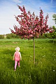 Blondes Mädchen am blühenden Baum auf sommerlicher Wiese