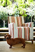 Dachshund in front of armchair with striped cover on terrace with view of sunny garden