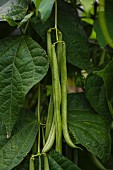 French beans on the plant