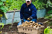 Mann erntet Kartoffeln im Garten