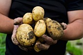 Hands holding freshly dug potatoes