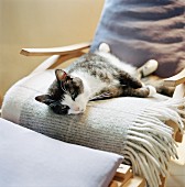 A cat resting in a chair, Skane, Sweden.