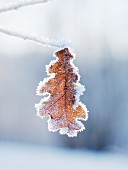 An ice covered oak leaf, close-up.
