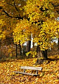 Herbstlicher Laubwald mit halb im Laub versunkener Holzbank