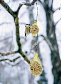 A titmouse eating from a ball of tallow.