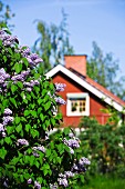 Red, Nordic wooden house with lilac bush in foreground