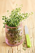 Fresh lemon thyme in a jar on a wooden surface