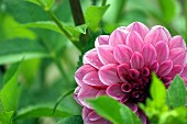 Purple dahlia