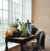 Gardening utensils and geraniums on wooden table with worn top and old garden chair in front of window